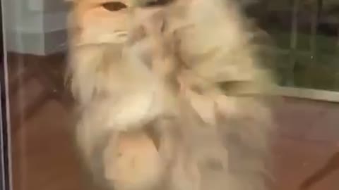 cat dance