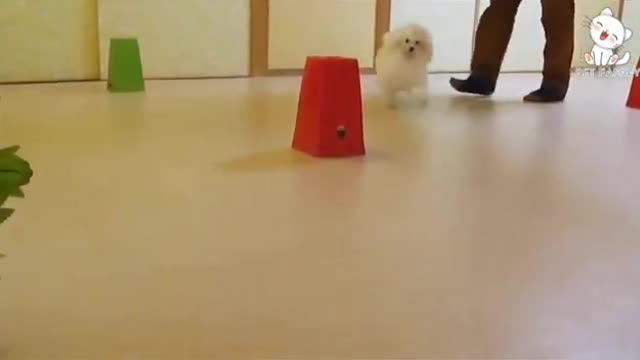 Learn how to train your dog in fun way as they are trained dog in trained academy