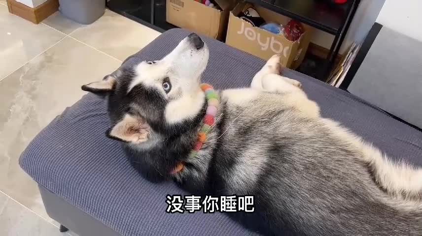 The Life Of Living With A Husky Day3