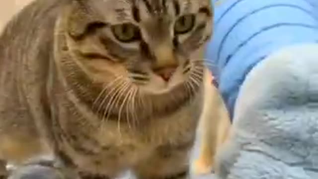 #Funniest Animals Real Best Of The 2020 #Funny Animals Videos - Try Not To Laugh #comedy #shorts