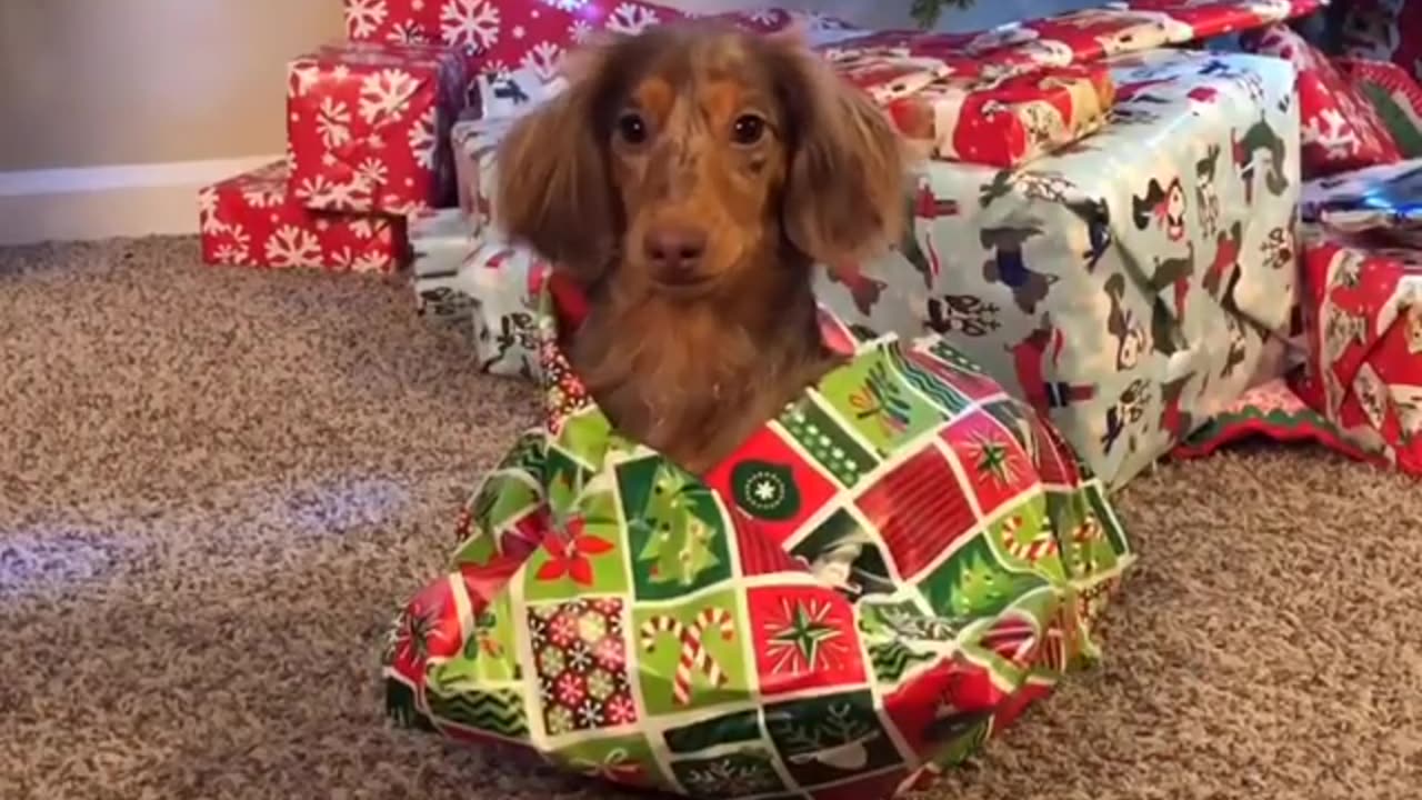 Puppy under tree