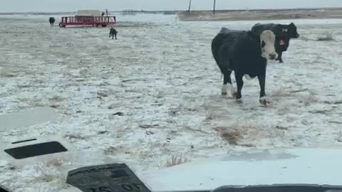 Feeding in storm