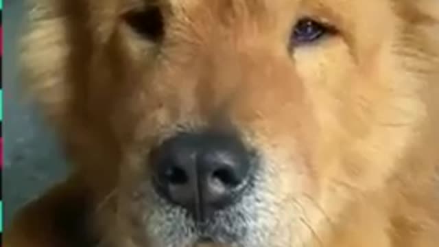 a Cute Funny Dogs & cats funny reaction to the shape of your song #shorts