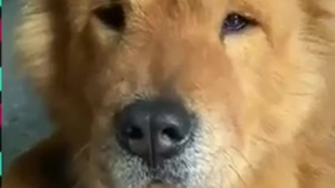 a Cute Funny Dogs & cats funny reaction to the shape of your song #shorts