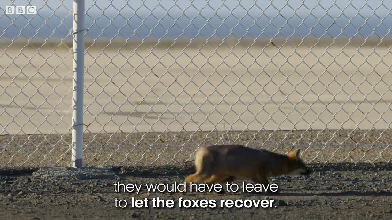 The Island Foxes That Threatened The Navy | Cities: Nature's New Wild | BBC Earth