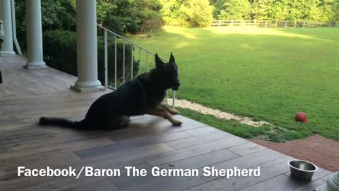 Mom Tells Her Dog About Her Long Day. Her Dog’s Reaction Is Priceless