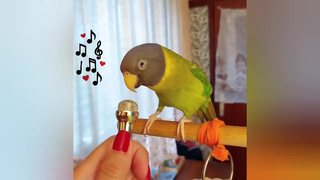 Adorable parrots whistles into a miniature microphone