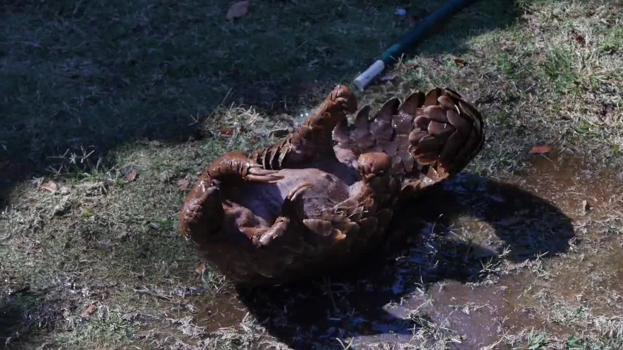 Pangolin playing