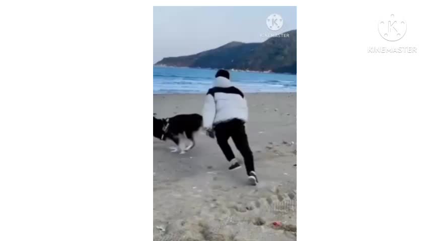 Funny and cute dog video