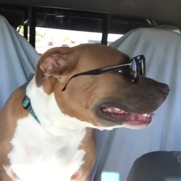Pup wearing sunglasses "sings" for the camera