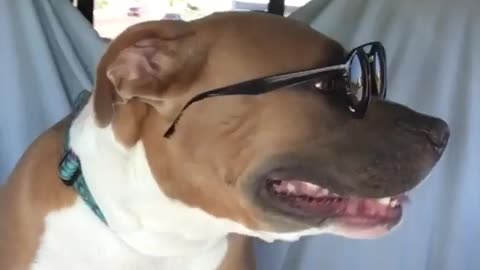 Pup wearing sunglasses "sings" for the camera