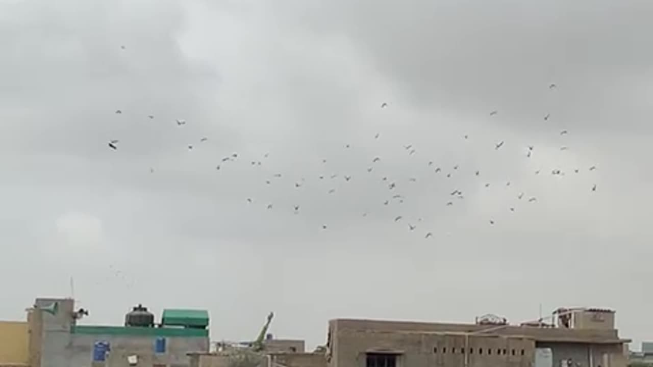 Fighter Pigeons 🕊️