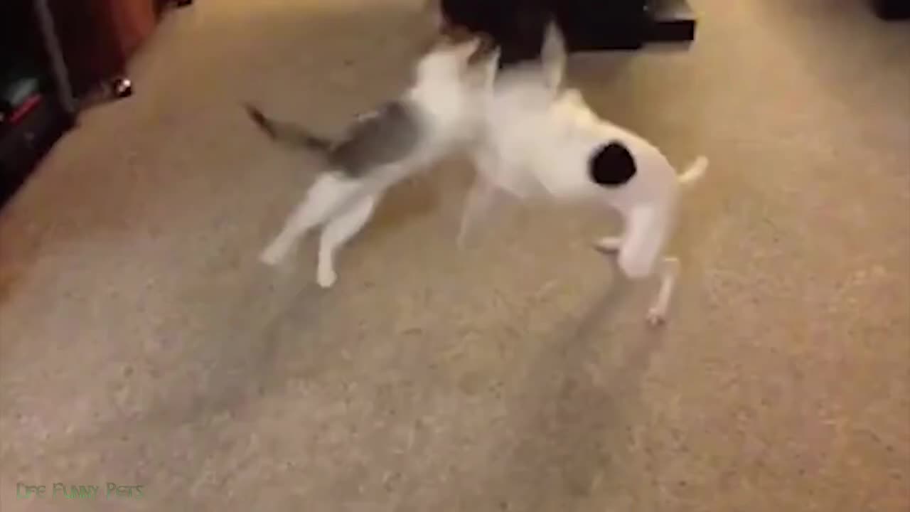 funny moments cute dog & cat