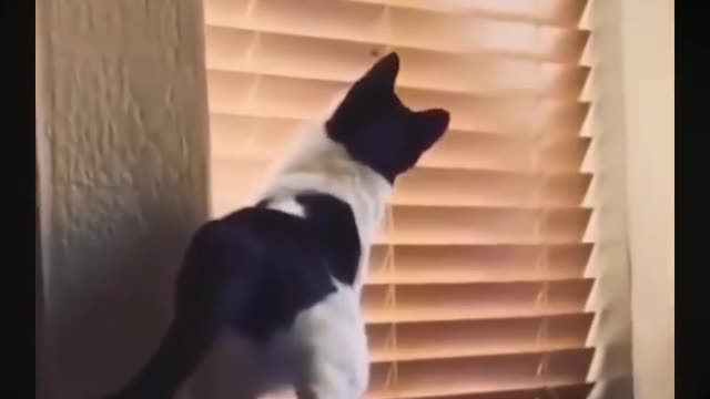 Cute and funny animals best moment