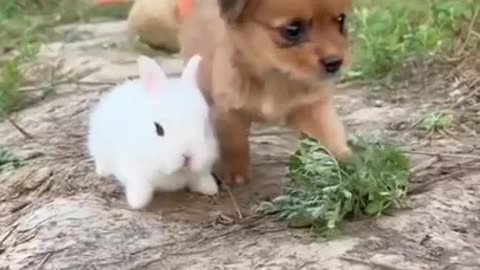 Little Puppy And Snowy Cute Rabbit #shorts #viral #shortsvideo #video