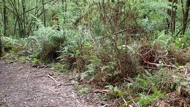 Mesmerizing Wild Lyrebird Encounter