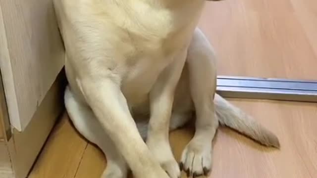 like to play with leaves