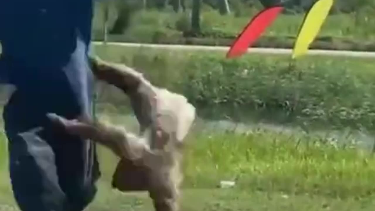 man freaks out when sloth he thought was dead grabs hold of him.