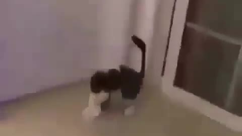 How a cat reacts when it meets a snake