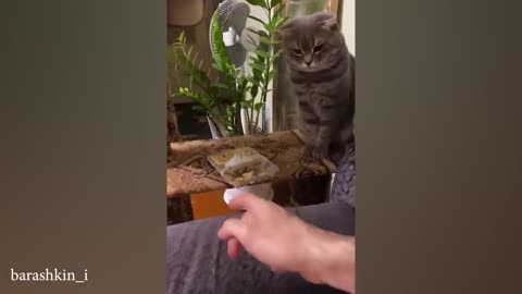 funny cat video