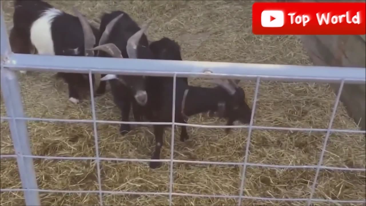 Goats Screaming Like Humans, Try Not to Laugh 🐐 😲 😀 😂 🤣 February 2021 Compilation