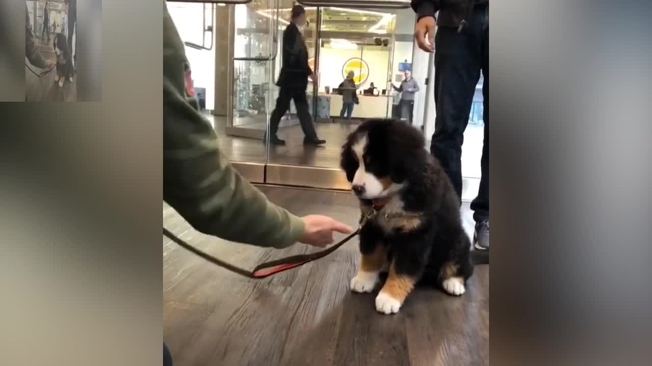 A clever dog