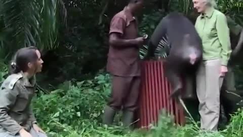 Chimpanzee thanks