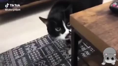 Cats Talking!!!