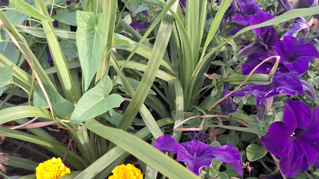 Beautiful purple petunias'!