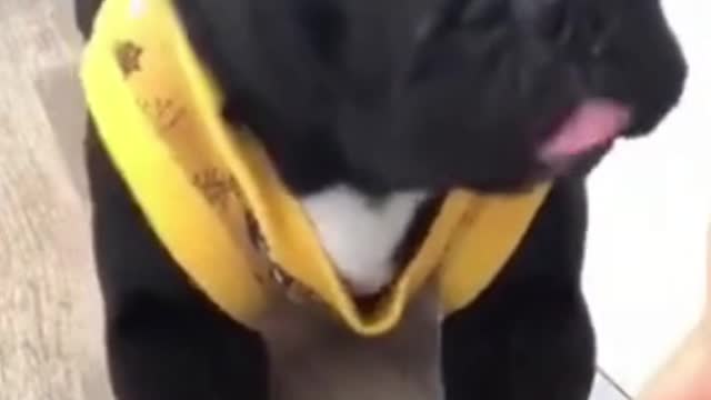 Puppies 🐶 Cute and Funny Dog Videos Compilation 2018