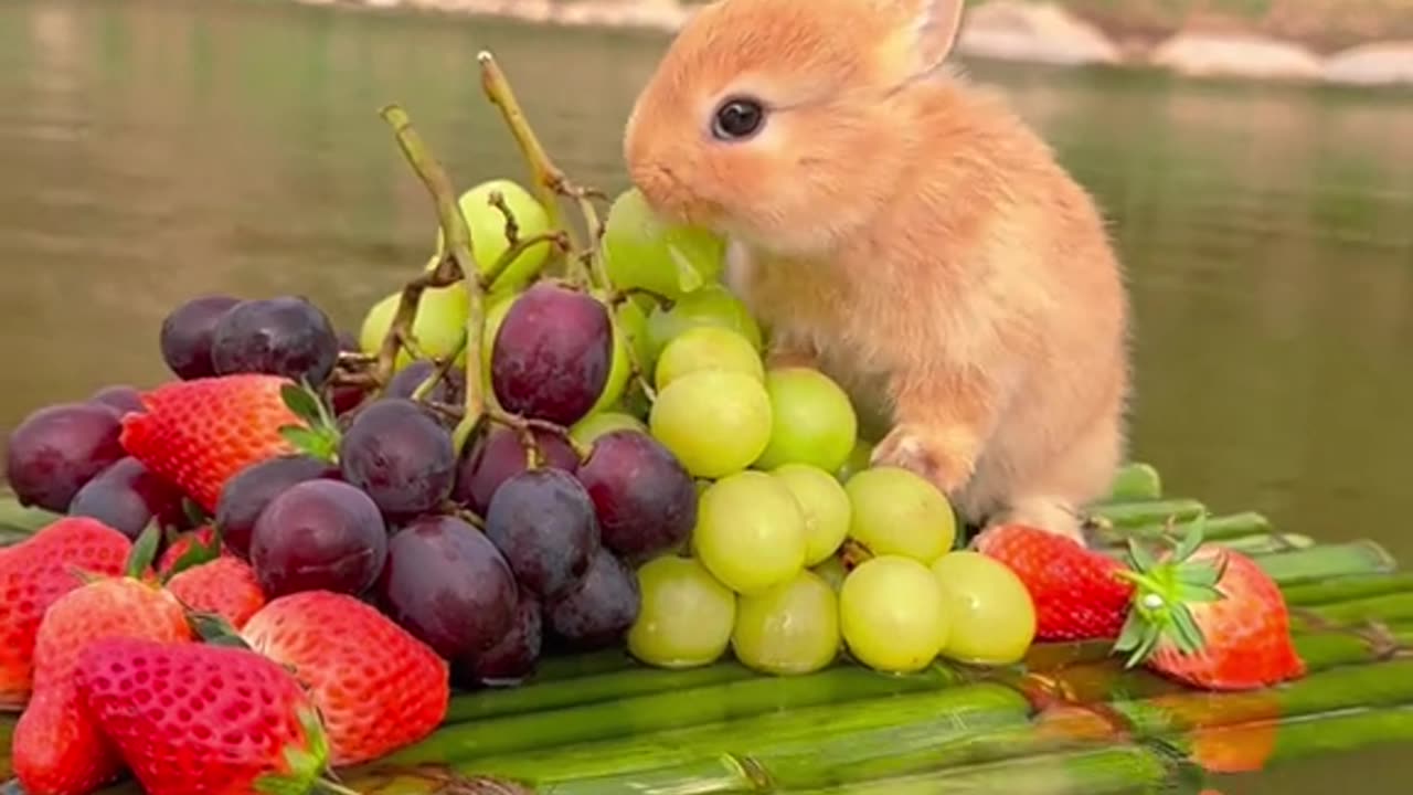 #cute #rabbit ❤