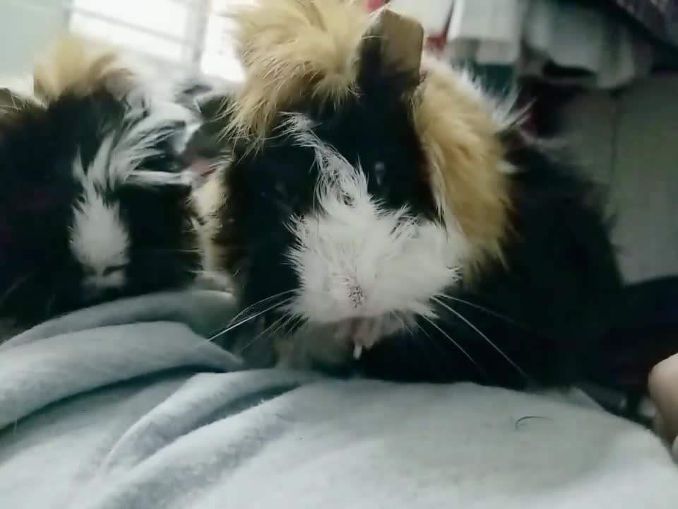 Hamster with lion's mane