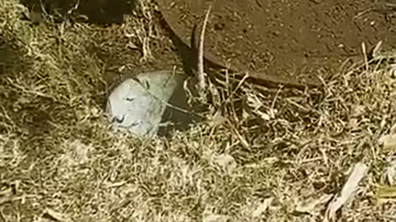 Cute Armadillo Rescued From Hole!