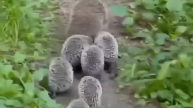 HedgeHog Family!