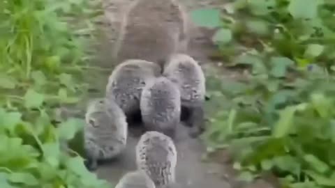 HedgeHog Family!