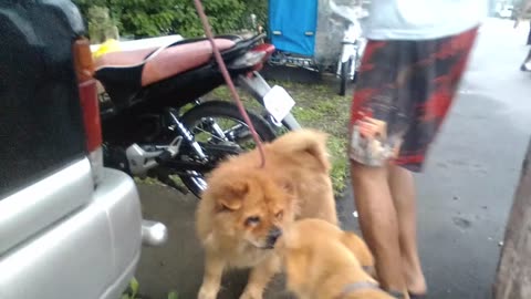 Golden Retriever Meets Golden Chow Chow