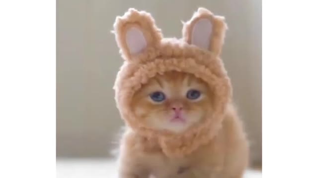 Cute kitten😽😽😻😻||little cute cat😺😺😻😻