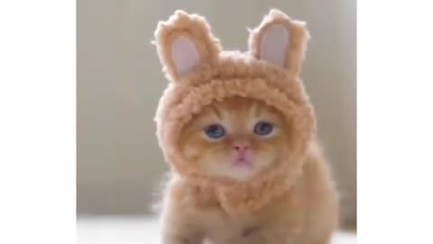 Cute kitten😽😽😻😻||little cute cat😺😺😻😻