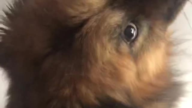 I like cute little dogs