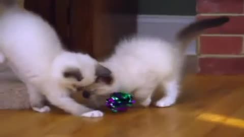 Compilation of the cutest dancing cats !!