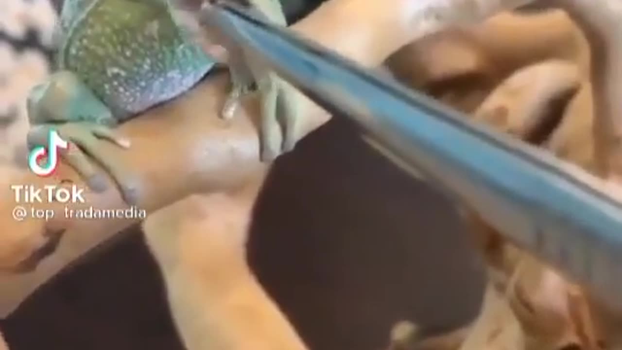 An Attitude Frog