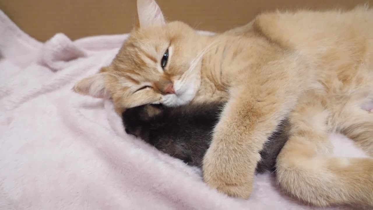 Mama cat loves her sweet pie so much😻