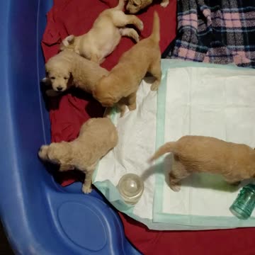 Mia's pups day 22. Who's king of the litter?