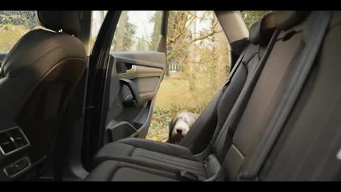 Audi Genuine Accessories – Dirty Dog