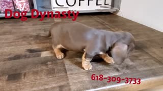 Miniature Dachshunds Short Hair Chocolate and Cream Female