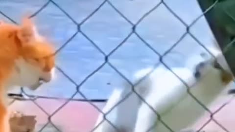 Clearve cat