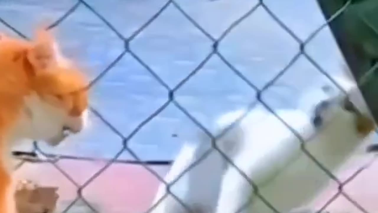Clearve cat