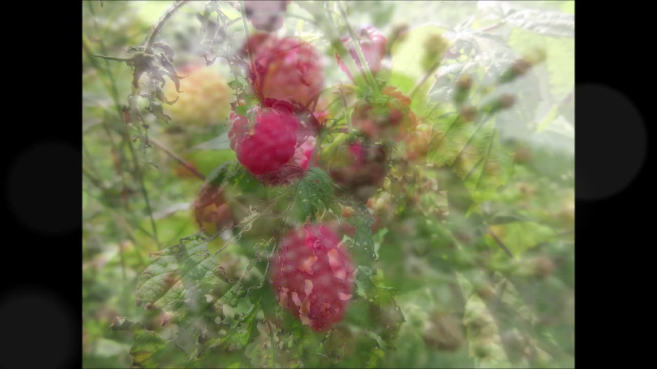 Raspberry Leaf Tea Raspberry Oct 2021