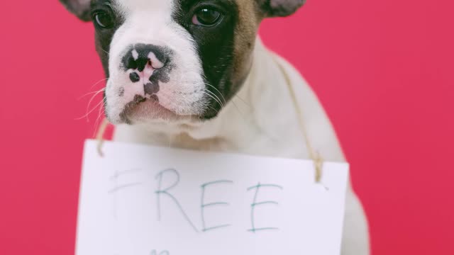 video cute puppy with a sign sitting