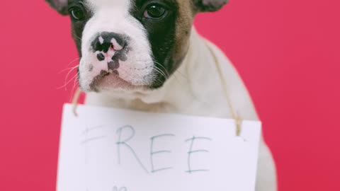 video cute puppy with a sign sitting